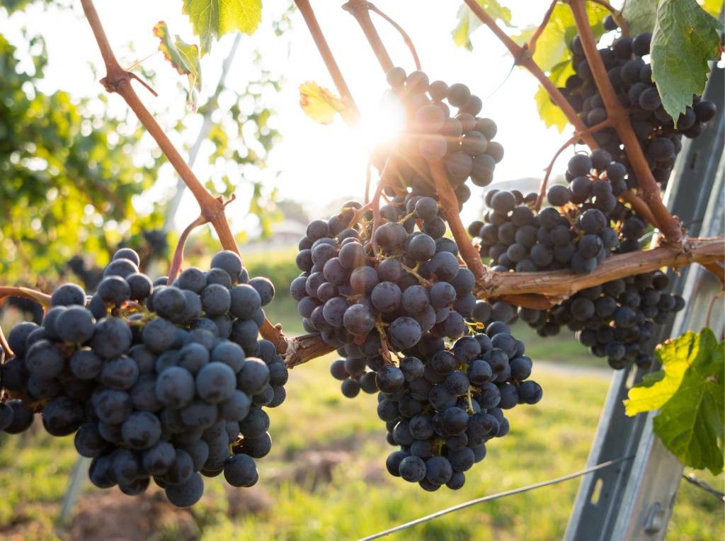 Gli Eroi Nascosti del Vino: Vitigni minori da scoprire
